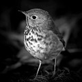 Bicknell's Thrush Bird
