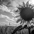 Blooming sunflower in rural farmland. 