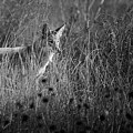 Coyote In the Tall Grass