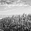 dry corn field crop
