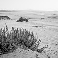 Endless Coastal Dunes