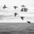 Flying Plovers Ocean Waves