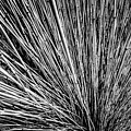 Horsetail reed bush
