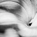 Large curled leaf