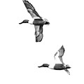 Northern Shoveler Drakes Flying