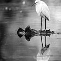 Snowy Egret Perched