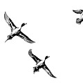 Pintail ducks