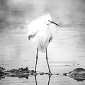 Snowy Egret Perched and Puffed.